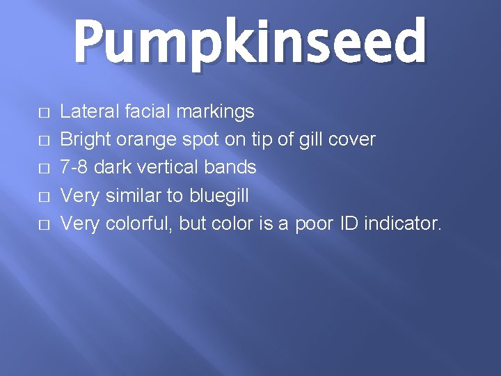 Pumpkinseed � � � Lateral facial markings Bright orange spot on tip of gill