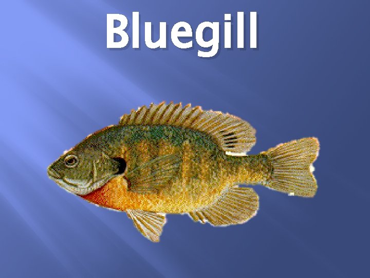 Bluegill 