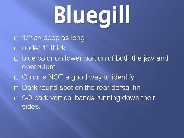 Bluegill � � � 1/2 as deep as long under 1” thick blue color