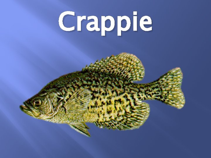 Crappie 