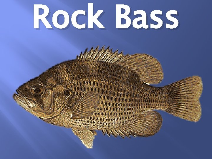 Rock Bass 