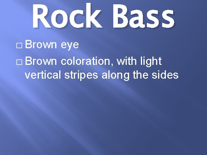 Rock Bass � Brown eye � Brown coloration, with light vertical stripes along the