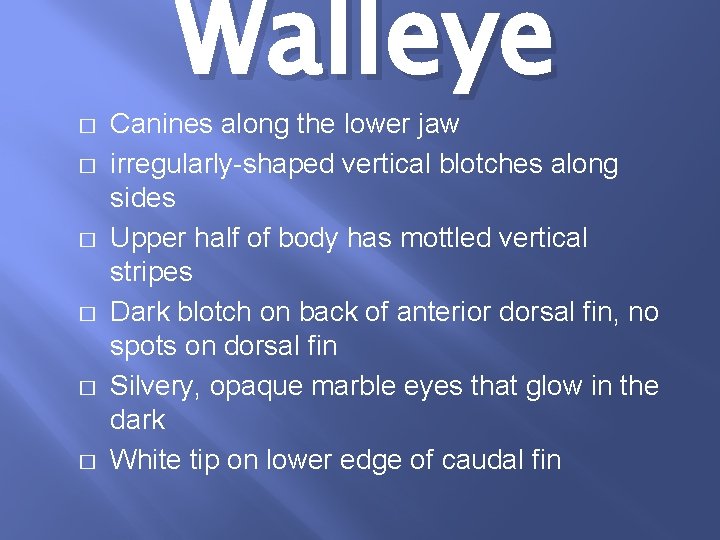 � � � Walleye Canines along the lower jaw irregularly-shaped vertical blotches along sides