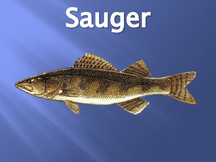 Sauger 