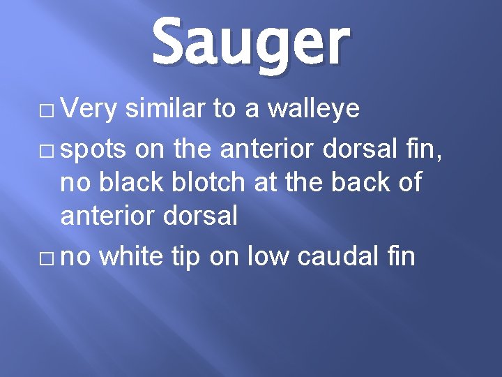 Sauger � Very similar to a walleye � spots on the anterior dorsal fin,