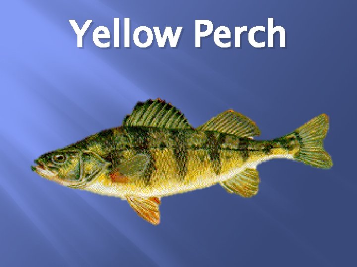 Yellow Perch 