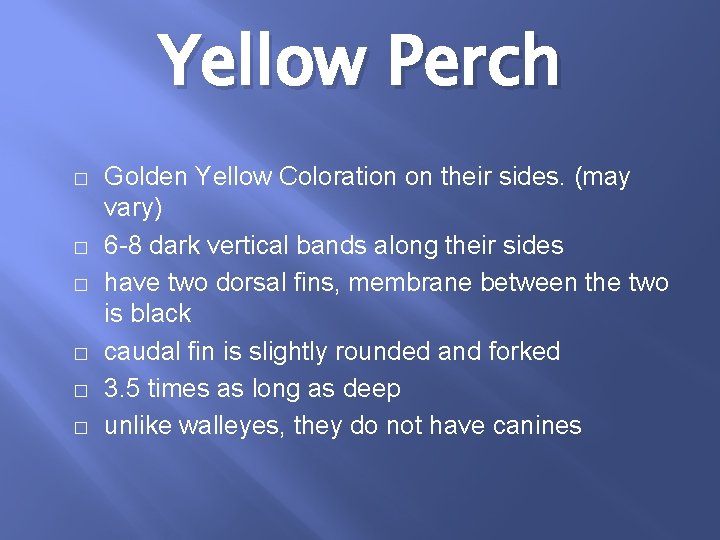 Yellow Perch � � � Golden Yellow Coloration on their sides. (may vary) 6