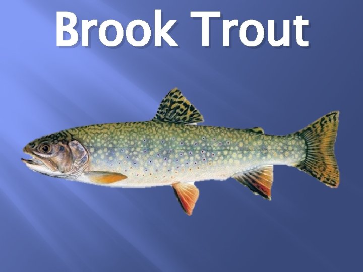 Brook Trout 