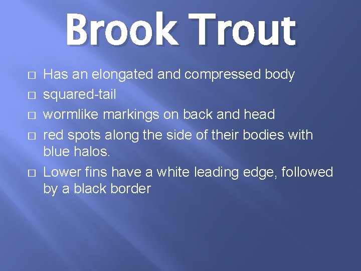 Brook Trout � � � Has an elongated and compressed body squared-tail wormlike markings