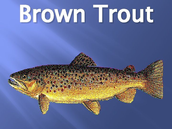 Brown Trout 