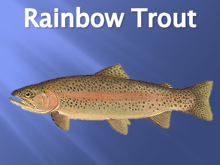 Rainbow Trout 