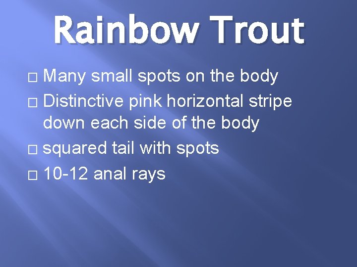 Rainbow Trout Many small spots on the body � Distinctive pink horizontal stripe down