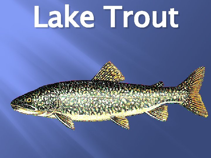 Lake Trout 
