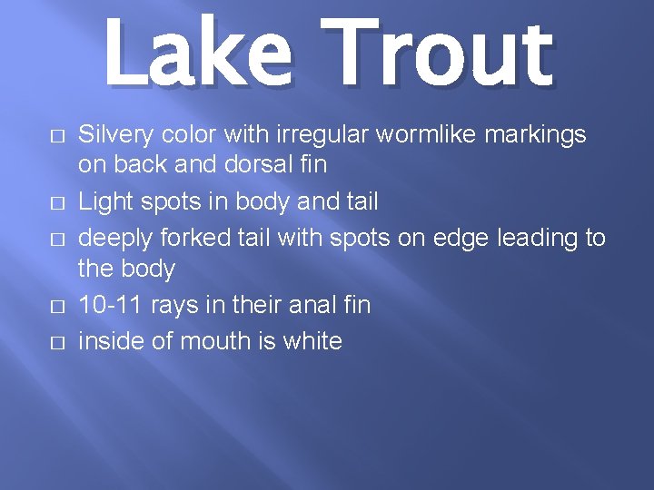 Lake Trout � � � Silvery color with irregular wormlike markings on back and