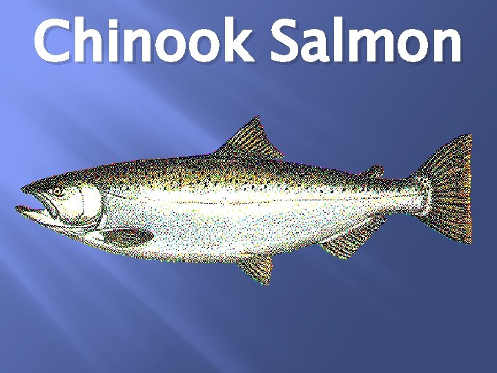 Chinook Salmon 
