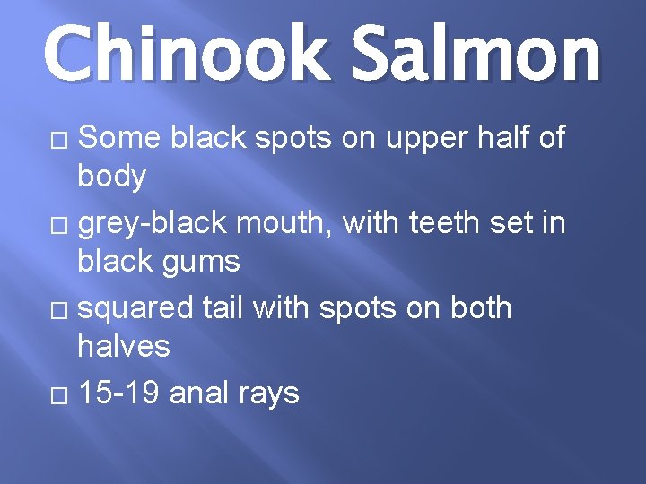 Chinook Salmon Some black spots on upper half of body � grey-black mouth, with