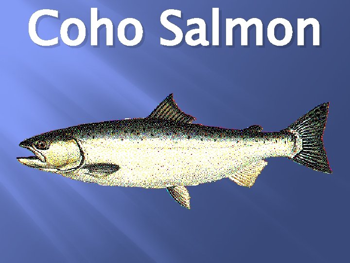 Coho Salmon 