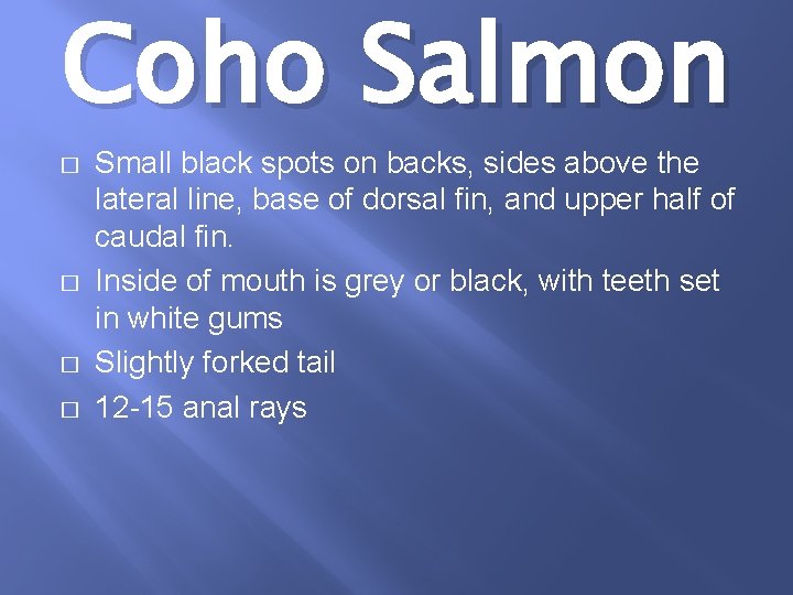 Coho Salmon � � Small black spots on backs, sides above the lateral line,