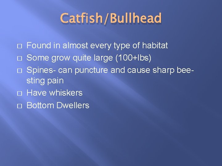 Catfish/Bullhead � � � Found in almost every type of habitat Some grow quite