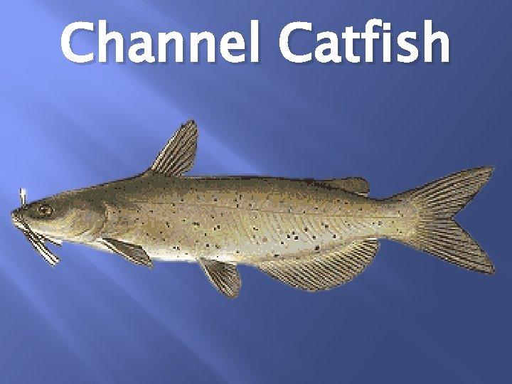 Channel Catfish 