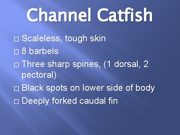 Channel Catfish Scaleless, tough skin � 8 barbels � Three sharp spines, (1 dorsal,