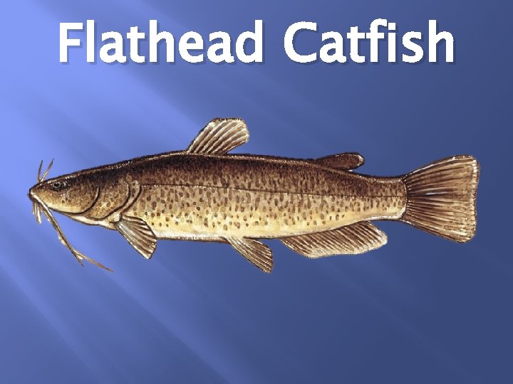 Flathead Catfish 