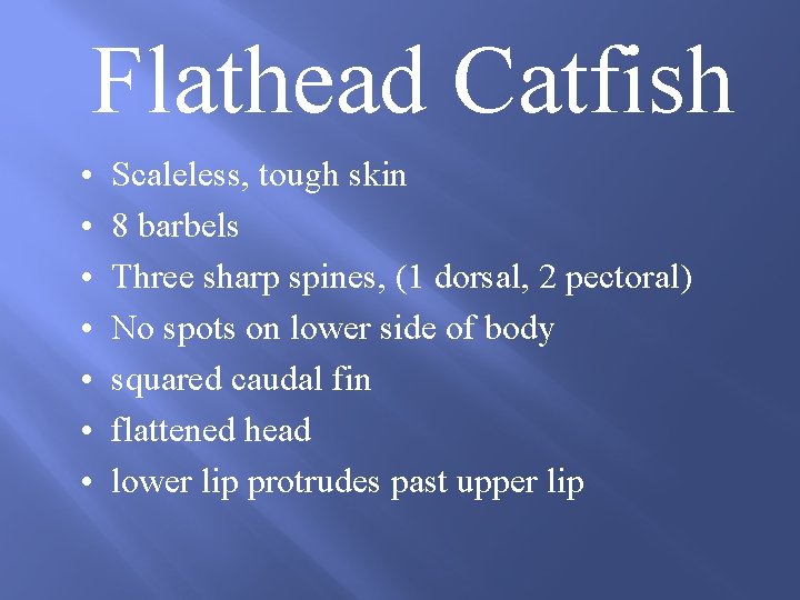 Flathead Catfish • • Scaleless, tough skin 8 barbels Three sharp spines, (1 dorsal,