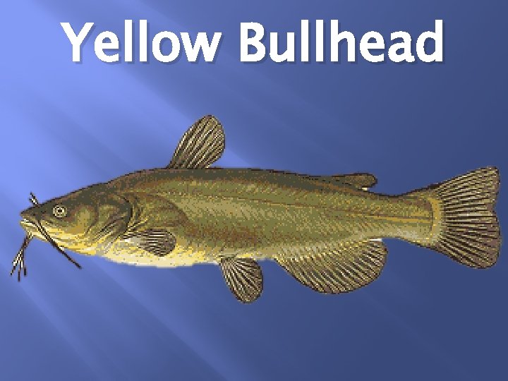 Yellow Bullhead 