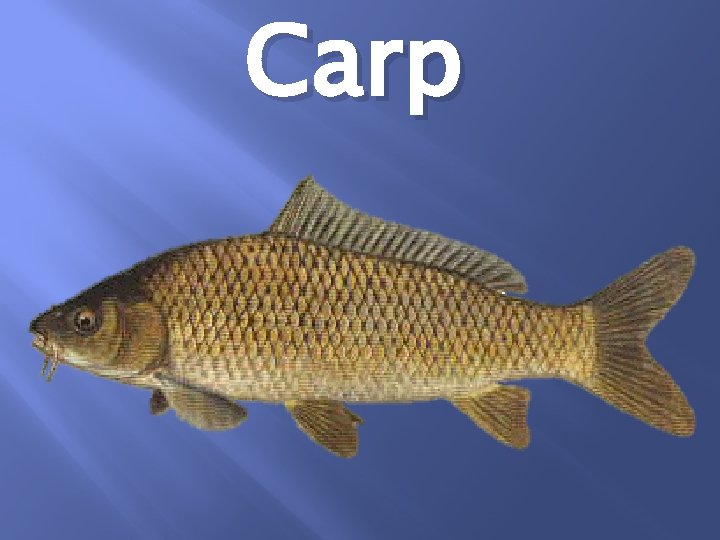 Carp 