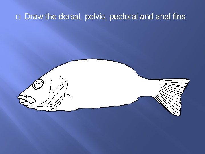 � Draw the dorsal, pelvic, pectoral and anal fins 