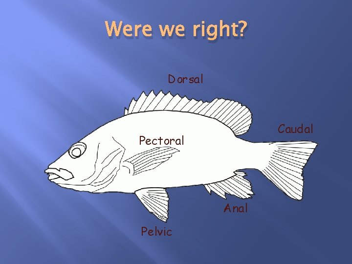 Were we right? Dorsal Caudal Pectoral Anal Pelvic 