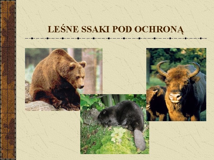 LEŚNE SSAKI POD OCHRONĄ 