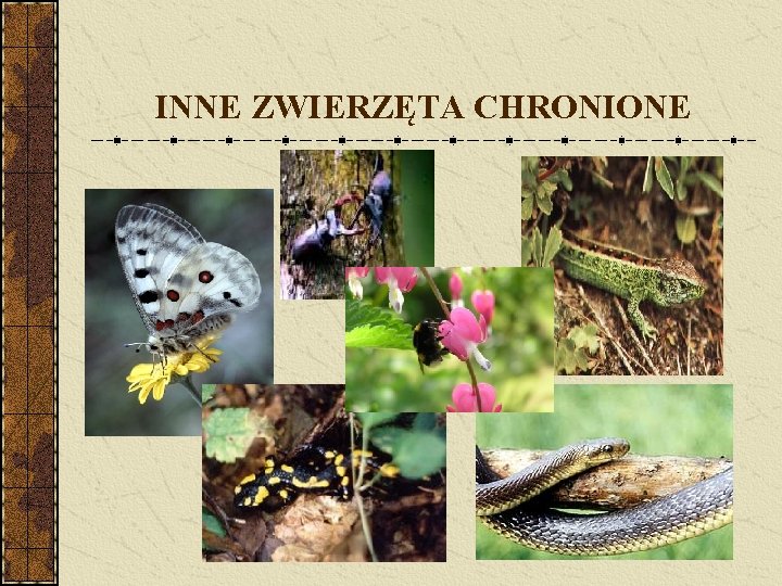 INNE ZWIERZĘTA CHRONIONE 