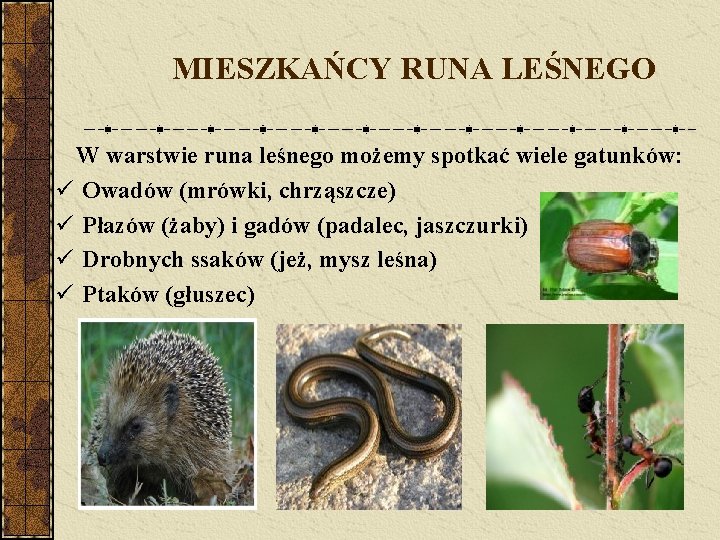 MIESZKAŃCY RUNA LEŚNEGO W warstwie runa leśnego możemy spotkać wiele gatunków: ü Owadów (mrówki,