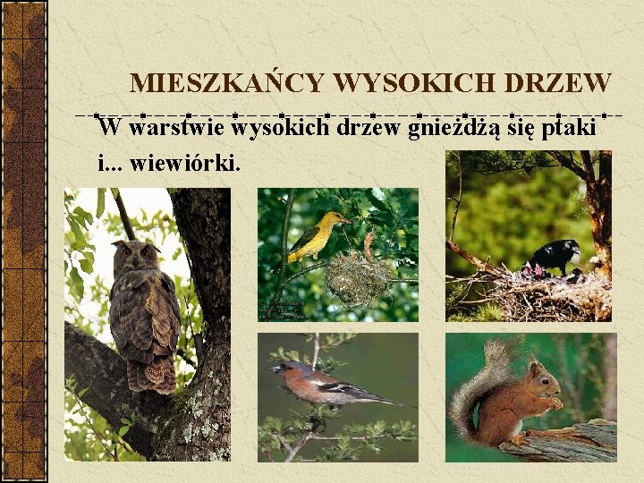 MIESZKAŃCY WYSOKICH DRZEW W warstwie wysokich drzew gnieżdżą się ptaki i. . . wiewiórki.