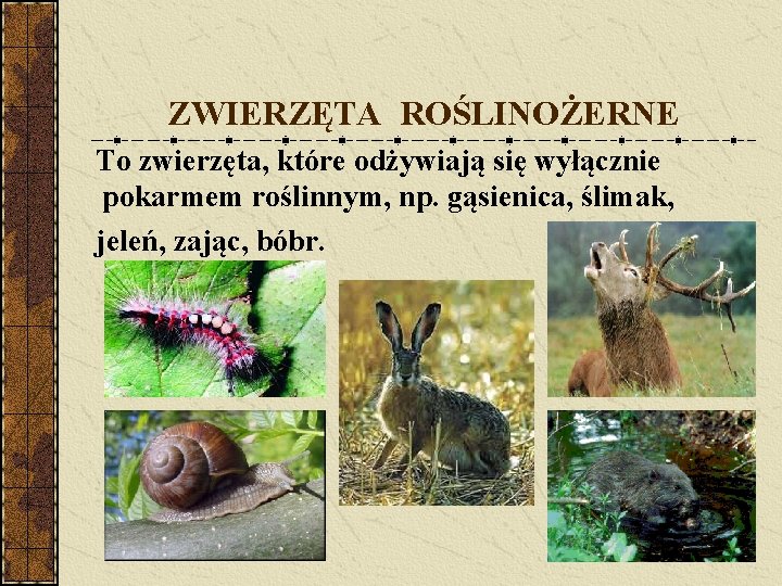 ZWIERZĘTA ROŚLINOŻERNE To zwierzęta, które odżywiają się wyłącznie pokarmem roślinnym, np. gąsienica, ślimak, jeleń,