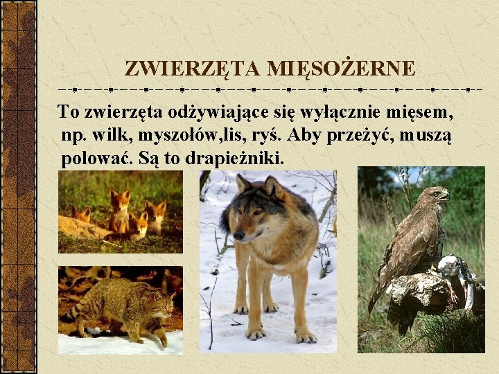 ZWIERZĘTA MIĘSOŻERNE To zwierzęta odżywiające się wyłącznie mięsem, np. wilk, myszołów, lis, ryś. Aby