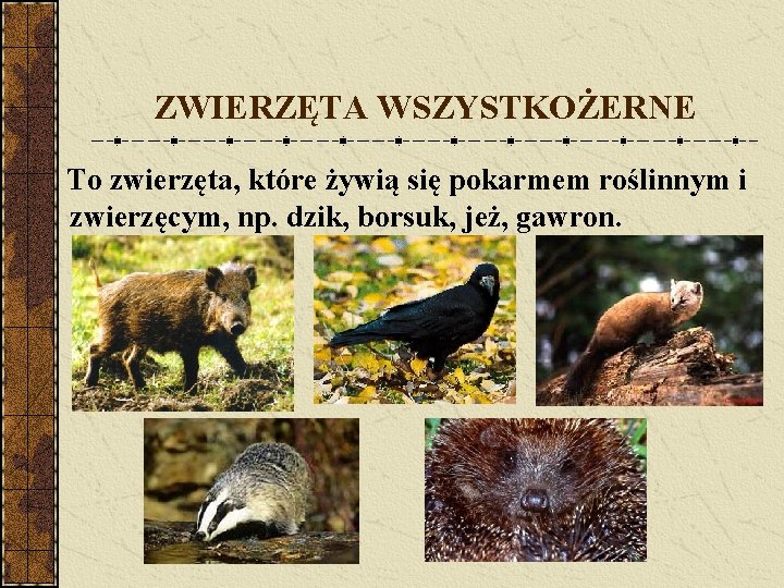 ZWIERZĘTA WSZYSTKOŻERNE To zwierzęta, które żywią się pokarmem roślinnym i zwierzęcym, np. dzik, borsuk,