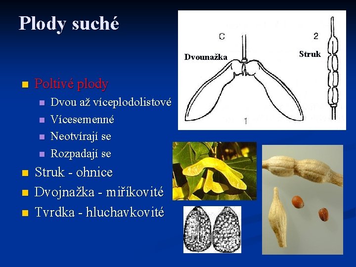 Plody suché Dvounažka n Poltivé plody n n n n Dvou až víceplodolistové Vícesemenné