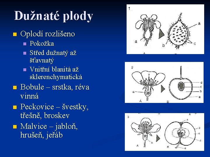 Dužnaté plody n Oplodí rozlišeno n n n Pokožka Střed dužnatý až šťavnatý Vnitřní