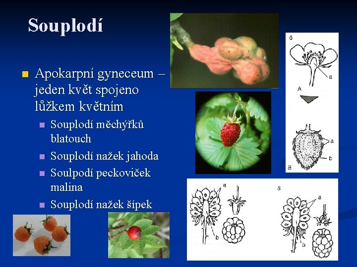 Souplodí n Apokarpní gyneceum – jeden květ spojeno lůžkem květním n n Souplodí měchýřků