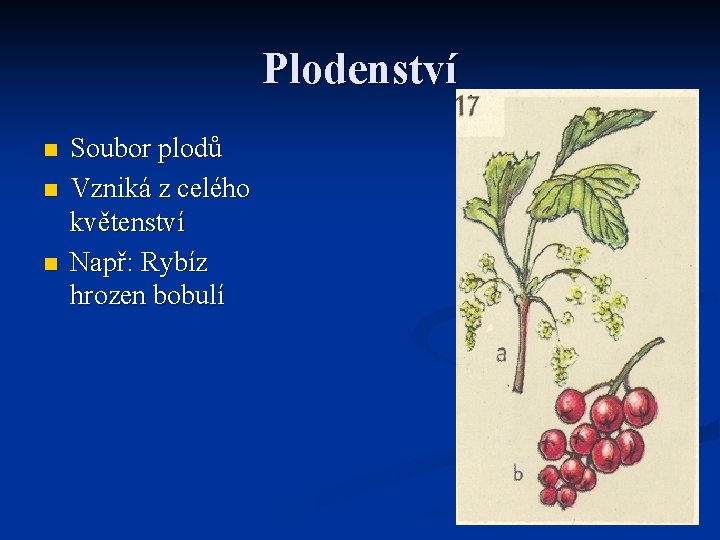 Plodenství n n n Soubor plodů Vzniká z celého květenství Např: Rybíz hrozen bobulí