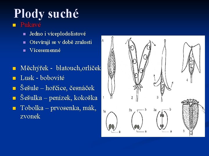 Plody suché n Pukavé n n n n Jedno i víceplodolistové Otevírají se v