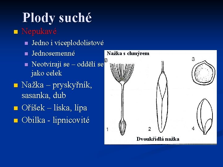 Plody suché n Nepukavé n n n Jedno i víceplodolistové Jednosemenné Neotvírají se –