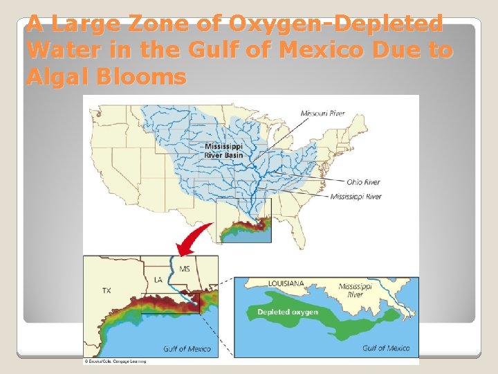 A Large Zone of Oxygen-Depleted Water in the Gulf of Mexico Due to Algal