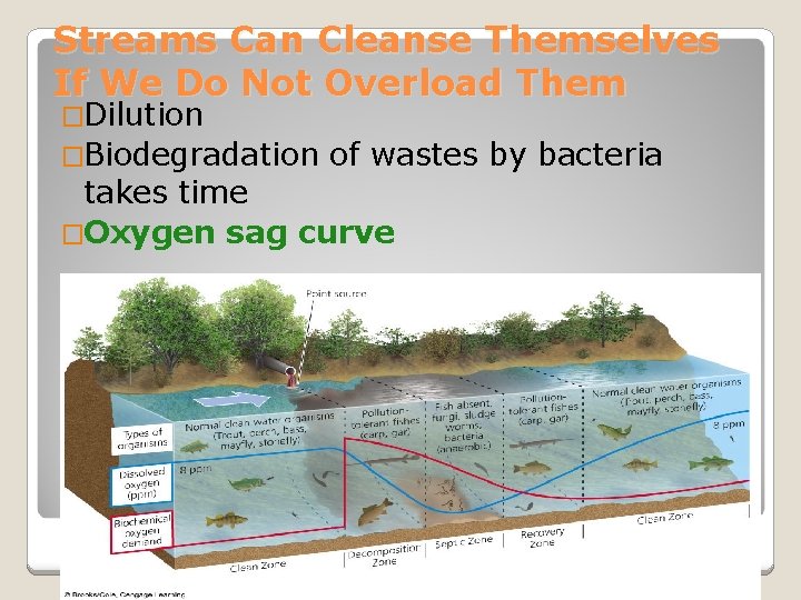 Streams Can Cleanse Themselves If We Do Not Overload Them �Dilution �Biodegradation of wastes