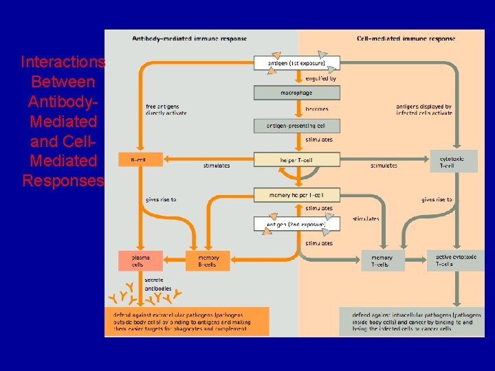 Interactions Between Antibody. Mediated and Cell. Mediated Responses 