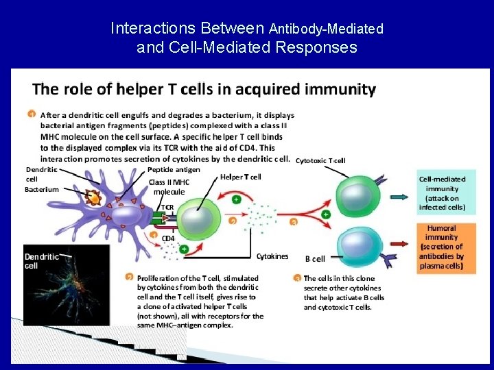 Interactions Between Antibody-Mediated and Cell-Mediated Responses 