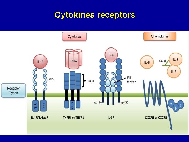 Cytokines receptors 