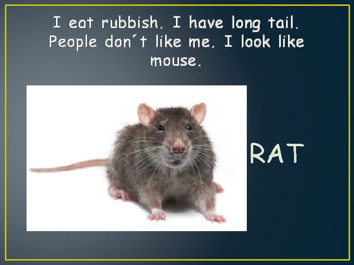 I eat rubbish. I have long tail. People don´t like me. I look like